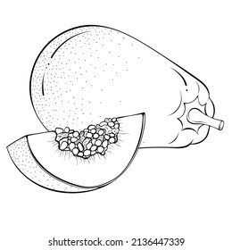 Whole and sliced papaya. Vector illustrations in hand drawn sketch doodle style. Line art exotic fruit isolated on white. Element for coloring book, design, print.