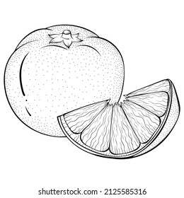 Whole and sliced tangerine. Vector illustrations in hand drawn sketch doodle style. Line art citrus isolated on white. Element for coloring book, design, print.