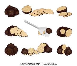 Whole and Sliced Truffle as Fruiting Body of Subterranean Ascomycete Fungus Vector Set