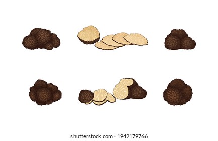 Whole and Sliced Truffle as Fruiting Body of Subterranean Ascomycete Fungus Vector Set