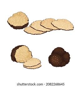 Whole and Sliced Truffle as Fruiting Body of Subterranean Ascomycete Fungus Vector Set