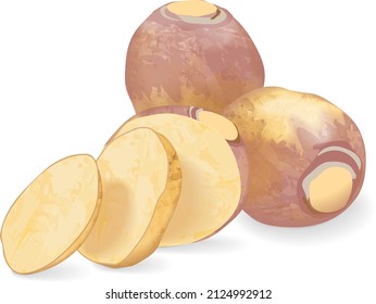 Whole and slices of rutabaga for banners, flyers, posters, cards. Root of swede. Fresh organic and healthy, diet and vegetarian root vegetables. Vector illustration isolated on white background