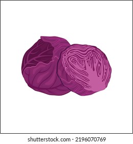 whole and split red cabbage vegetable illustration design. vector flats