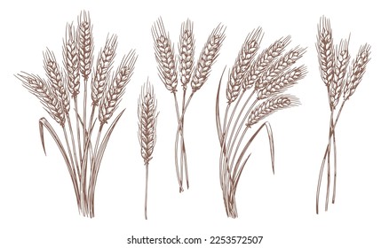 Whole stalks wheat ears spikelets with grains. Design element for bakery or flour. Organic vegetarian farm food vector