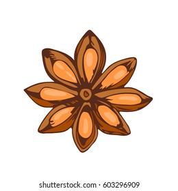 Whole star anise isolated on white background hand drawn aromatic spice food and seasoning aniseed aroma condiment vector illustration.