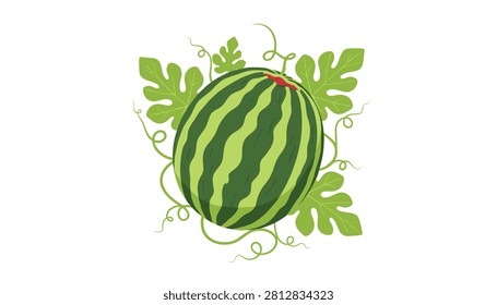 Whole striped watermelon surrounded by green leaves and delicate curly vines in a detailed digital illustration of summer crops.