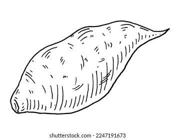 Whole sweet batatas. Vintage engraving vector black illustration. Isolated on white background.