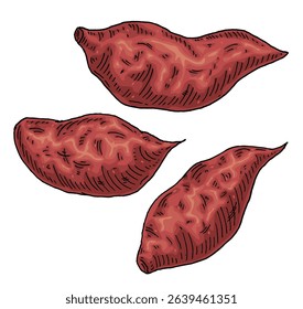 Whole sweet potato. Vintage engraving vector color illustration. Isolated on white background.