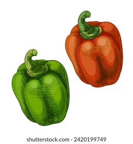 Whole sweet red bell peppers. Vector vintage hatching color illustration. Isolated on white background. Hand drawn design