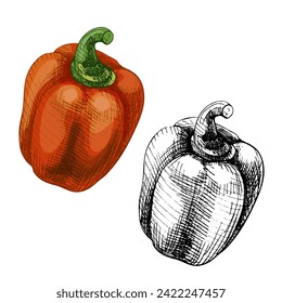 Pimientos de campanas rojas enteras. Ilustración de color de eclosión vectorial. Aislado sobre fondo blanco. Diseño dibujado a mano