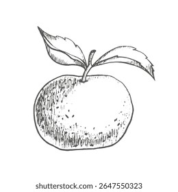 Whole tangerine fruit with leaves. Hand drawn illustration, Graphics style. Mandarin for mulled wine or grog, New Year's decor, postcards. Menu and cookbook, recipes. Vector.