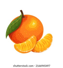 Ganze Tangerine mit Blättern und Mandarinenscheiben. Zitrusfrüchte, Vektorgrafik.