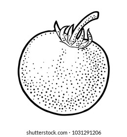 Whole tomato. Engraving vintage vector black illustration. Isolated on white background. Hand drawn design element for label and poster