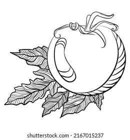 Tomate entero con hojas. Ilustraciones vectoriales en forma de dibujo a mano estilo doodle. Platos botánicos de arte de línea aislados en blanco. Cierra la verdura de tomate. Elemento para colorear libro, diseño, impresión