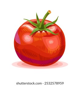 Whole tomato. Vector realistic illustration