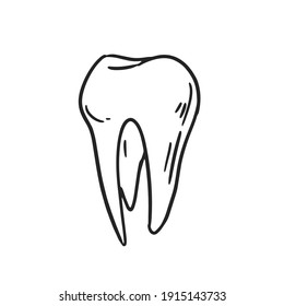 Whole tooth with crown and root. Hand-drawn human molar. Black and white contoured vector illustration isolated on white background