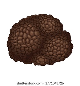 Whole Truffle as Fruiting Body of Subterranean Ascomycete Fungus Vector Illustration