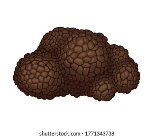 Whole Truffle as Fruiting Body of Subterranean Ascomycete Fungus Vector Illustration