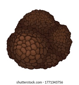 Whole Truffle as Fruiting Body of Subterranean Ascomycete Fungus Vector Illustration