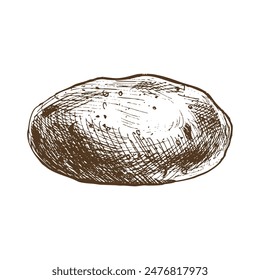 Whole tuber of white potatoes with brown skin. Graphic illustration hand drawn in brown ink. Isolated element EPS vector on the theme of harvest cooking, food, packaging, vegetable shop design.