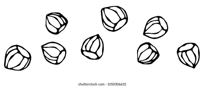 Whole Unpeeled Hazelnuts in Shell. Healthy Snack. Fresh Farm Harvest Product. Vegetarian Food. Realistic Hand Drawn Illustration. Savoyar Doodle Style.