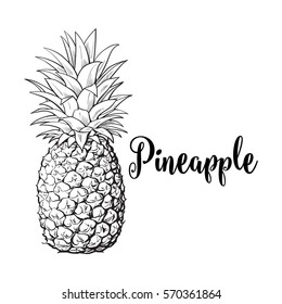 Whole, unpeeled, uncut pineapple, sketch style vector illustration isolated on white background. Realistic hand drawing of whole fresh, ripe pineapple, side view