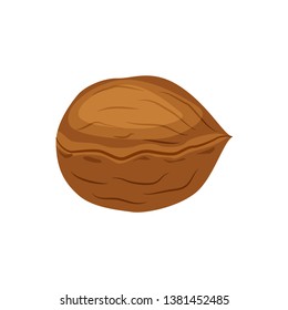 Whole walnut vector illustration isolated on white background.