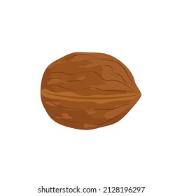 Whole walnut vector illustration isolated on white background.