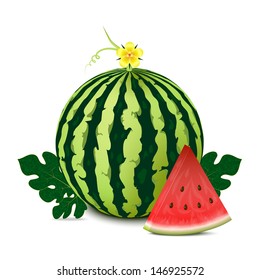 Whole watermelon with slice and leaves. Isolated on white background. Vector illustration. 