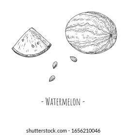 Whole watermelon, watermelon slice and watermelon seeds. Vector cartoon illustrations. Isolated objects on a white background. Hand-drawn style.
