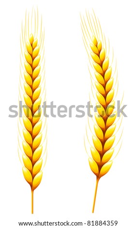 Whole Wheat isolated on White.