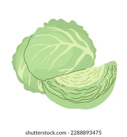 Whole white cabbage and cut cabbage. Farm products. Harvesting vegetables for the winter, pickling, salting. Vegetarian food preparation. Vector illustration for farmers and food markets. Isolated