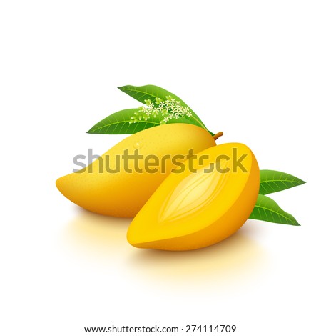 Whole yellow mango with half, flowers and leaves isolated on white background. Vector illustration.