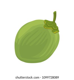 Whole young green coconut. Flat vector icon of tropical fruit. Element for product packaging, promo poster or flyer