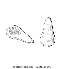 Ganze Zucchini und Zucchini Hälfte. Vektorgrafiken. Einzige Objekte auf weißem Hintergrund. Handgezeichnet.