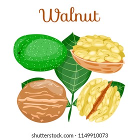 Whole,half,peeled piece,green ripe,kernel  of walnut with leaves. Modern flat cartoon vector illustration icons on white. Organic,healthy,vegan food,snack. Walnut nut for poster,company,farmer,market