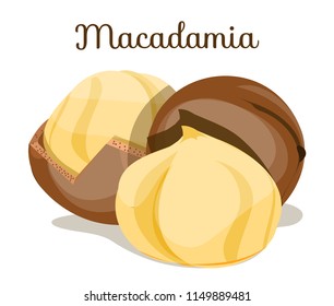 Whole,shelled brown cut macadamia nuts close up side view with leaves. Macadamia nut set. Macadamia. Nut for oil. Cosmetic,medical plant. Organic. Poster, banner for shop. Flat cartoon vector on white