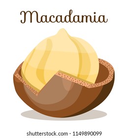 Whole,shelled brown cut macadamia nuts close up side view with leaves. Macadamia nut set. Macadamia. Nut for oil. Cosmetic,medical plant. Organic. Poster, banner for shop. Flat cartoon vector on white