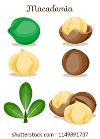 Whole,shelled brown cut macadamia nuts close up side view with leaves. Macadamia nut set. Macadamia. Nut for oil. Cosmetic,medical plant. Organic. Poster, banner for shop. Flat cartoon vector on white