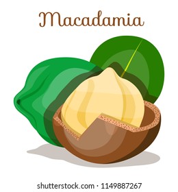 Whole,shelled green brown cut macadamia nuts close up side view with leaves. Macadamia nut set. Macadamia. Nut for oil. Cosmetic,medical plant. Organic. Poster, banner for shop. Flat cartoon vector