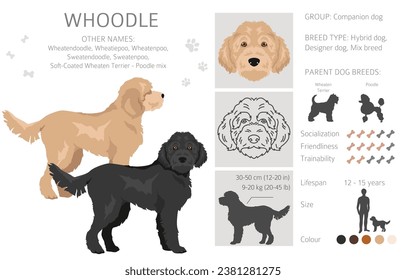 Whoodle clipart. Wheaten terrier Poodle mix. Different coat colors set.  Vector illustration