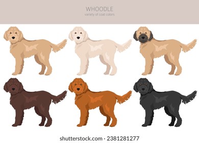 Whoodle clipart. Wheaten terrier Poodle mix. Different coat colors set.  Vector illustration