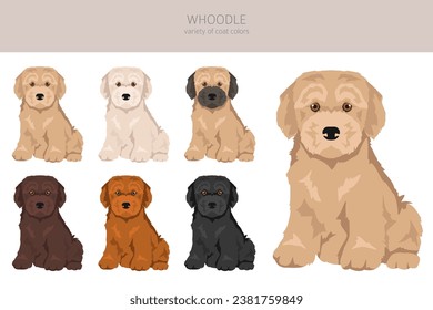 Whoodle clipart. Wheaten terrier Poodle mix. Different coat colors set.  Vector illustration