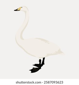 Whooper swan bird illustration isolated on white, vector.