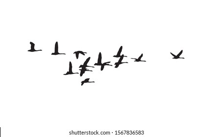 Whooper swans wedge in flight. Vector silhouette a flock of birds