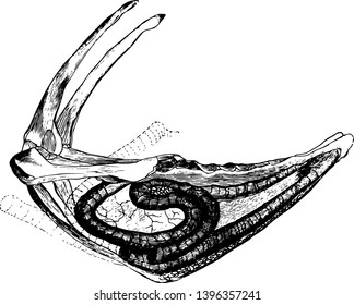 Whooping Crane Windpipe which is excavated to receive it vintage line drawing or engraving illustration.