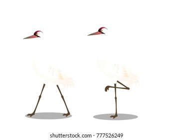 Whooping Cranes - Cartoon Vector Image