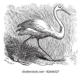 Whooping cranes (Grus Americana) vintage engraving.Old engraved illustration of a beautiful north american whooping crane. Trousset encyclopedia (1886 - 1891).