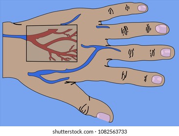 Why are blue veins in our hands?
