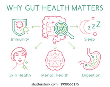 Why gut health matters. Landscape poster. Medical infographic. Digestion is important. Stomach function. Editable vector illustration in modern outline style. Healthcare and scientific concept